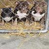 American Extreme Bully Pups ready