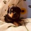 Rottweiler puppy's for sale