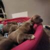 American Bully pits for sale 350 for males 400 for girls