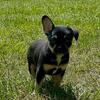 Meet Tilly “French Heeler”