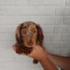 Miniature Dachshunds Male/Female