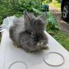Lionhead Bunnies