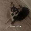 Boy one and a half years old Chihuahua