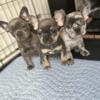 Fenchie puppies looking for FUR-ever home