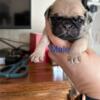 Pug puppies searching for homes