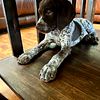 AKC Male German Shorthaired Puppies