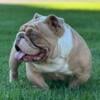 Micro English bulldog for stud