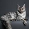 Stunning Silver Maine Coon Girl