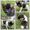 DALLAS - male akita puppy, born 6-20-24