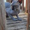 Sphynx female available 