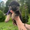 AKC German Shepherd Puppies