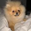 4 month Pomeranian for sale