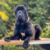 Cane Corso Quality Stud