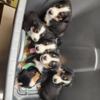 Greater Swiss Mountain Dog puppies