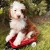 F1b Bernedoodle puppies