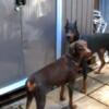 Doberman puppies for sale.