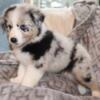 AKC Australian shepherd Pups