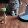 CFA registered exotic shorthair male kitten