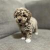 Toy Poodle