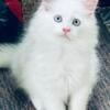 SOLD.  Show quality male Maine Coon Kitten.EXPENSIVE