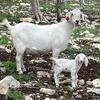 Quality Savanna & Savanna/Nubian Goat Kids
