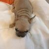 Rehoming Frenchies with a small fee