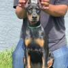 European Doberman female