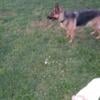 two year old full German Shepherd (Free)