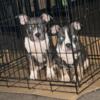 BULLY PUPS LAST TWO BEST OFFER