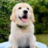 Very affectionate Golden Retriever puppy, 10 weeks, Ocala