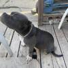 Ghost tri standard Bully