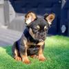 Female Fluffy French Bulldog Puppy - Black & Tan / Dob 2-5-2026