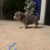 American Bullies Pups For sale