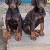 AKC Doberman Pinscher puppies