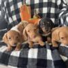 REDUCED Mini Dachshunds CKC only 2 left