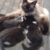 Ragdoll MIX Kittens - update 1 left