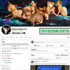 Newborn Hairless Kittens Litter - Boys & Girls - Sphynx Elf Bambino & Dwelf - SphynxKing.Com