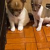 Chihuahua puppies