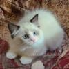 Seal Point Bicolor Ragdoll Kitten Champion Sired Heath Guarantee Hcm/Pkd1 Negative State Of Fl Health Cert Supreme Grand