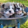 AKC ENGLISH BULLDOG PUPPIES 