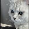 Silver Shorthair Kitten Persian/BSH