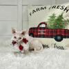 Devon Rex Christmas Kitten