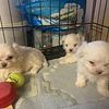 Maltese puppies