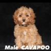 Cavapoo Puppies -  2  males