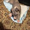 Male pit/bully mix 