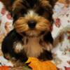 Super Sweet Male Yorkie Puppy