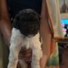 Rehoming sweet lil female Cockapoo