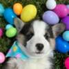 AKC Pembroke Welsh Corgi