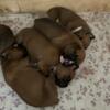 AKC Boxer puppies born April 9th