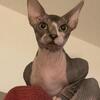 Canadian sphynx Shakespeare.